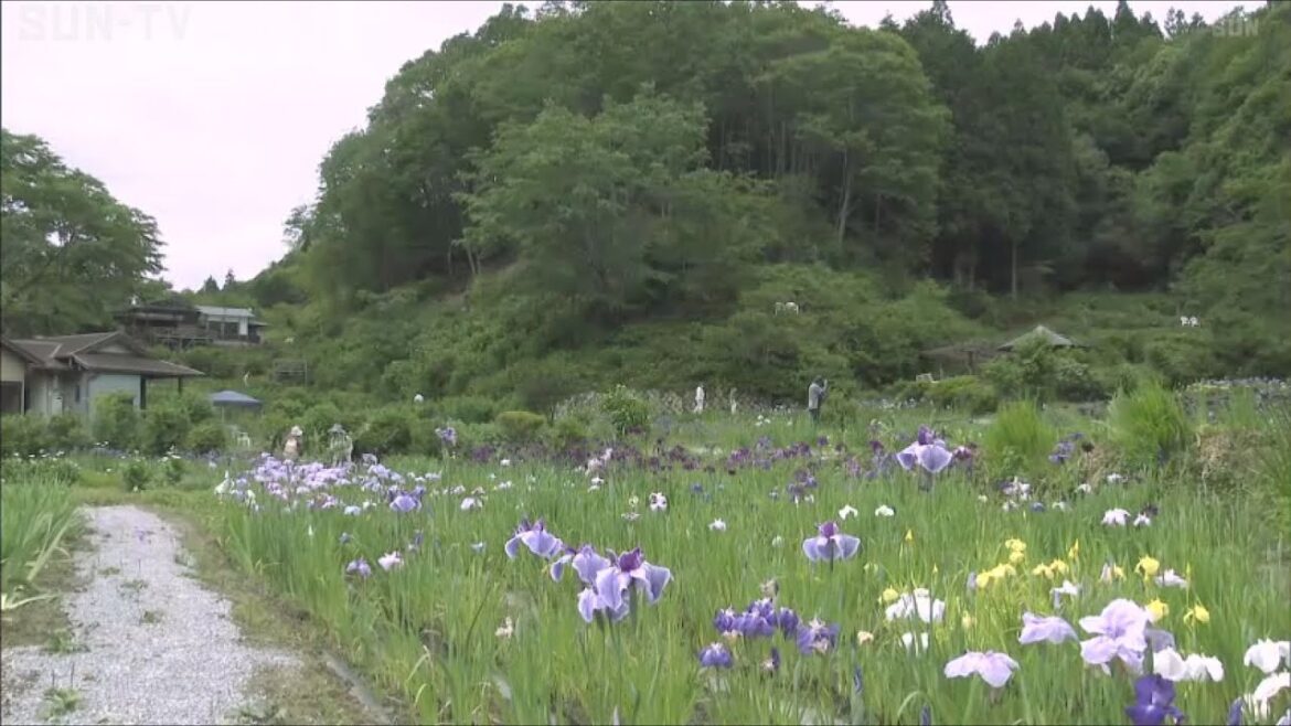 梅雨を色彩豊かに　佐用町でハナショウブが見頃